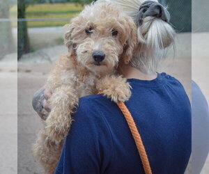 Queenie - Female Golden Retriever-Unknown Mix Dog for Adoption - Photo #4