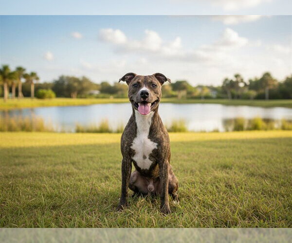 Medium Photo #1 Plott Hound-Unknown Mix Puppy For Sale in Tavares, FL, USA