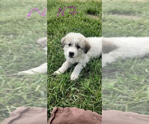 Great Pyrenees-Maremma Sheepdog Mix Puppy for sale in MOUNT JACKSON, VA, USA