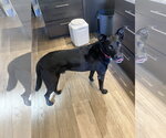 Small #2 Labrador Retriever Mix