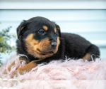 Small #2 Rottweiler