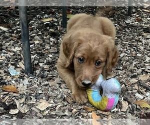 Goldendoodle Puppy for sale in BARBOURSVILLE, VA, USA
