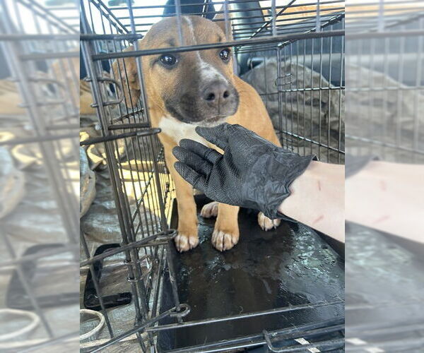 Medium Photo #1 Labrador Retriever-Unknown Mix Puppy For Sale in Stockton, CA, USA