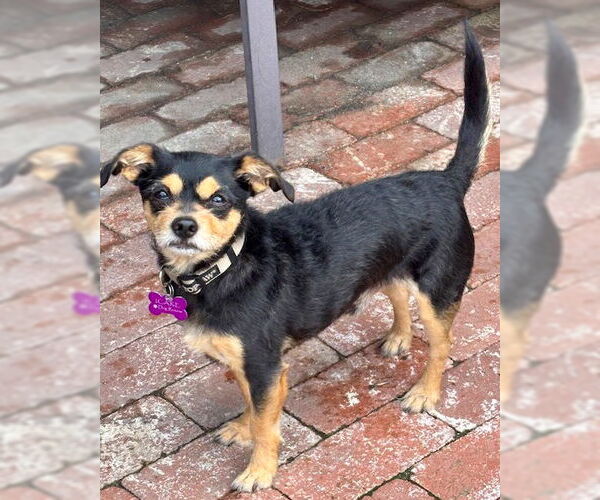 Medium Photo #6 Chihuahua-Unknown Mix Puppy For Sale in Corona, CA, USA