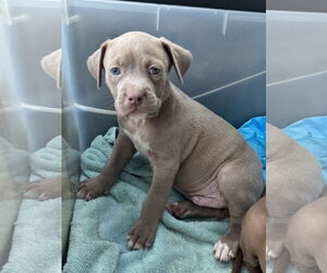 Mutt Dogs for adoption in Sanford, FL, USA