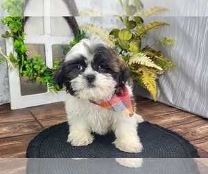 Shih Tzu Puppy for Sale in MARIETTA, Georgia USA