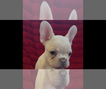 Small #4 French Bulldog