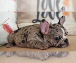 Small Photo #20 French Bulldog Puppy For Sale in ADRIAN, MI, USA