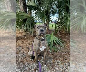 American Pit Bull Terrier Dogs for adoption in Vero Beach, FL, USA