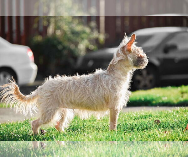Medium Photo #11 Cairn Terrier Puppy For Sale in Arlington, WA, USA