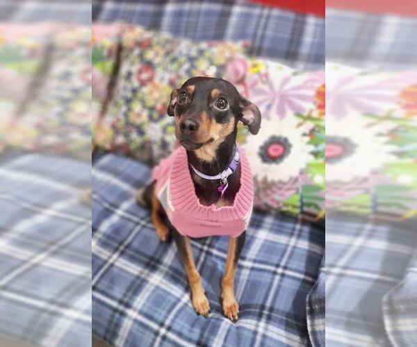 Medium Photo #3 Chipin Puppy For Sale in San Diego, CA, USA