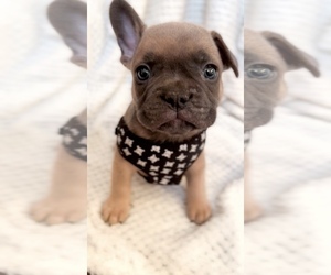 French Bulldog Puppy for sale in EASTVALE, CA, USA