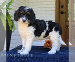 Small #2 Bernedoodle (Miniature)