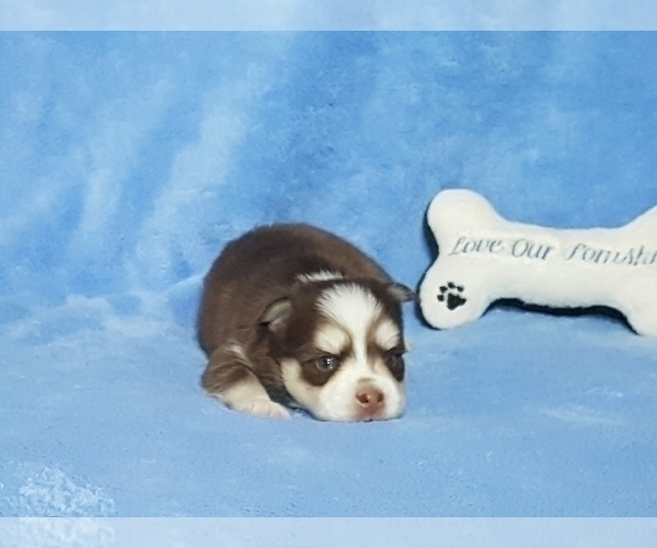 Medium Photo #38 Pomsky Puppy For Sale in RAMONA, CA, USA