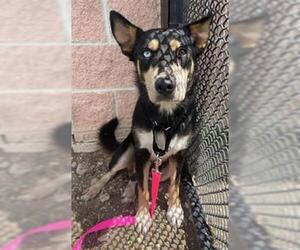 Huskies -Unknown Mix Dogs for adoption in San Antonio, TX, USA