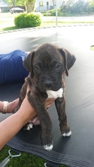 Boxer Puppy for sale in GOLDEN, CO, USA