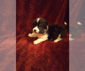 Pembroke Welsh Corgi Puppy for sale in WINCHESTER, OH, USA
