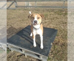 American Pit Bull Terrier-Irish Terrier Mix Dogs for adoption in Egg Harbor City , NJ, USA