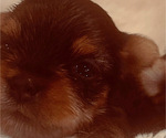 Small Photo #10 Yorkshire Terrier Puppy For Sale in W WARWICK, RI, USA
