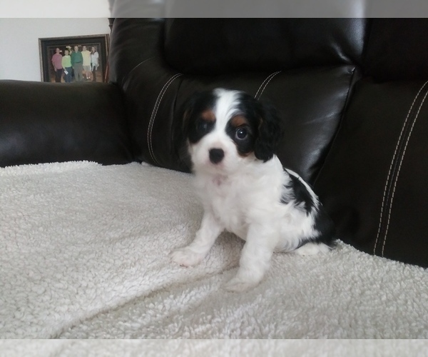 Medium Photo #35 Cavalier King Charles Spaniel Puppy For Sale in HOWLAND, OH, USA