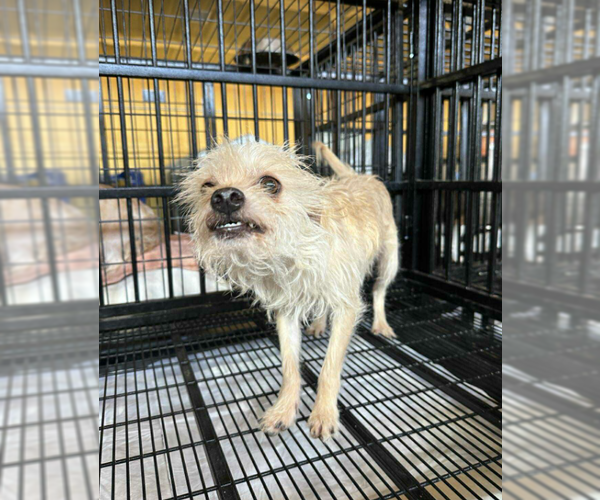 Medium Photo #1 Mutt Puppy For Sale in Cranston, RI, USA