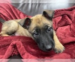Small Photo #170 Belgian Malinois Puppy For Sale in REESEVILLE, WI, USA