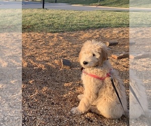 Goldendoodle Puppy for sale in CHARLOTTESVILLE, VA, USA