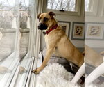 Small Photo #2 Shug Puppy For Sale in Dumont, NJ, USA