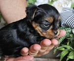 Small #3 Yorkshire Terrier