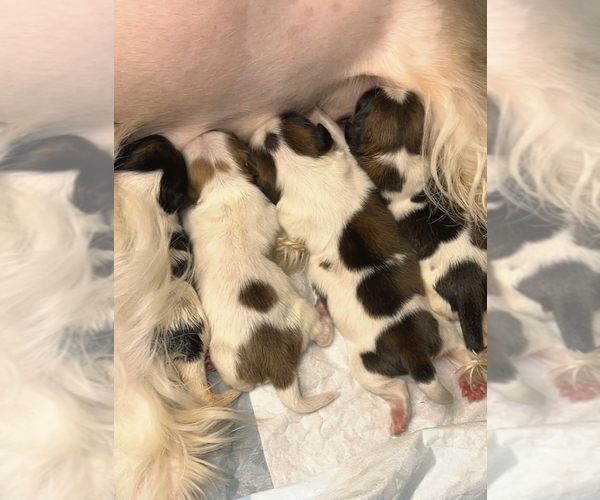 Medium Photo #9 Shih Tzu Puppy For Sale in MEMPHIS, TN, USA