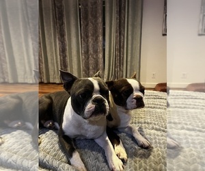 Father of the Boston Terrier puppies born on 04/25/2025
