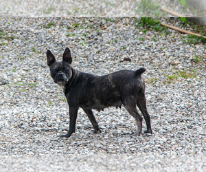 Mother of the Faux Frenchbo Bulldog-French Bulldog Mix puppies born on 07/31/2025