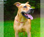 Small #3 Black Mouth Cur-Bulldog Mix