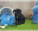 Small #9 Catahoula Leopard Dog