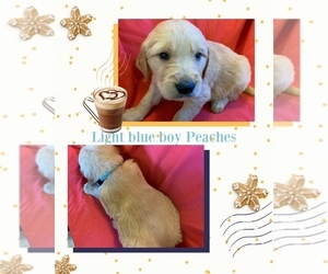 Golden Retriever Puppy for sale in EHRHARDT, SC, USA