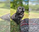 Small Photo #33 Aussiedoodle Puppy For Sale in CONWAY, SC, USA