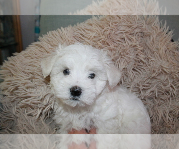 Medium Photo #4 Maltese-Schnoodle (Miniature) Mix Puppy For Sale in PUEBLO WEST, CO, USA