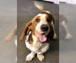 Small #2 Basset Hound