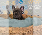 Puppy Slater French Bulldog
