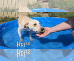 Small #3 Labrador Retriever Mix