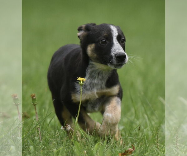 Medium Photo #2 Mutt Puppy For Sale in Mechanicsburg, PA, USA