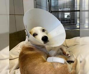 Labrador Retriever-Unknown Mix Dogs for adoption in San Antonio, TX, USA
