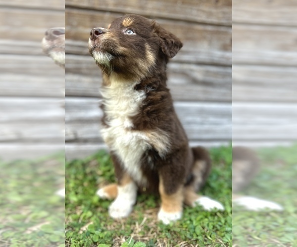 Medium Photo #1 Miniature Australian Shepherd Puppy For Sale in ORLANDO, FL, USA