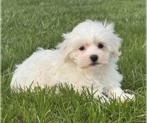 Havaton Puppy for sale in CANOGA, NY, USA