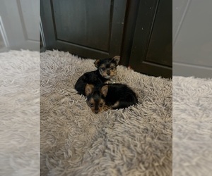 Yorkshire Terrier Puppy for sale in VALLEJO, CA, USA