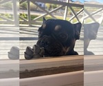 Small Photo #1 French Bulldog Puppy For Sale in NORTH LAS VEGAS, NV, USA