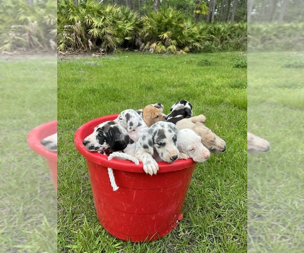 Medium Photo #1 Great Dane Puppy For Sale in MIMS, FL, USA