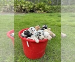 Small Photo #1 Great Dane Puppy For Sale in MIMS, FL, USA