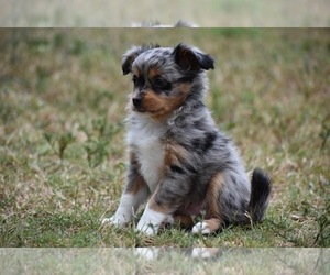 Aussiedoodle Puppy for sale in PALM COAST, FL, USA