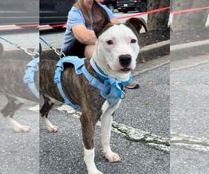 Milo - Male Mutt Dog for Adoption - Photo #3